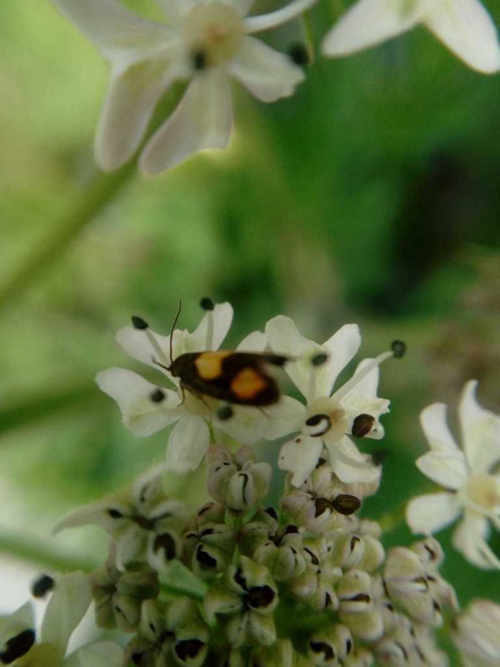 Richiesta di identificazione: Pammene aurana - Tortricidae